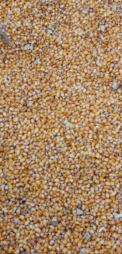 Close-up of vibrant golden corn kernels.