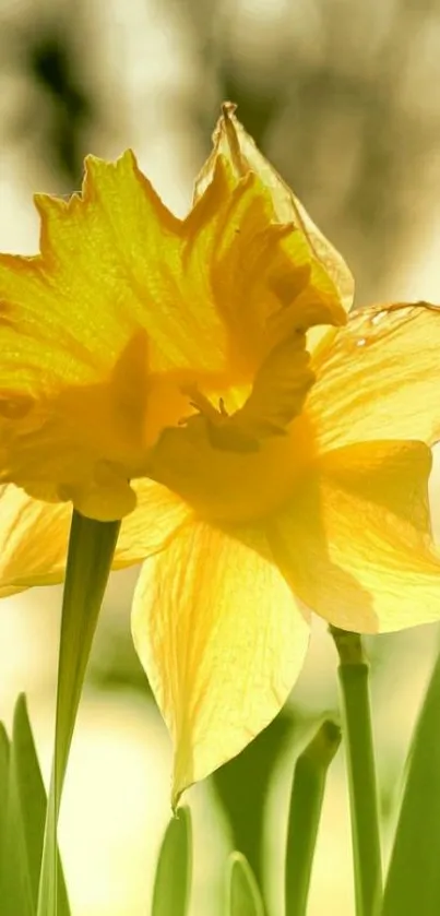 Close-up of a golden daffodil lit by sunlight, showcasing vibrant petals.