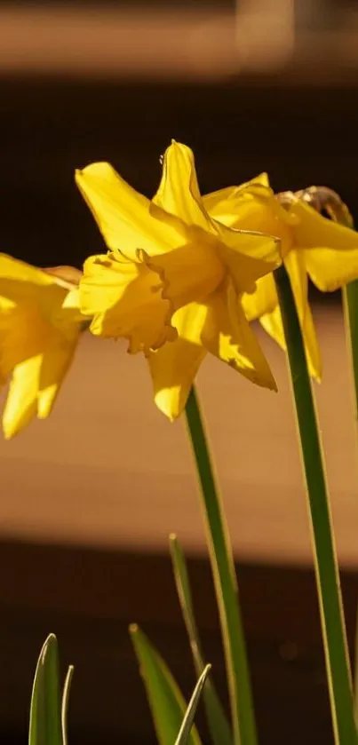 Golden daffodils glowing in warm sunlight.