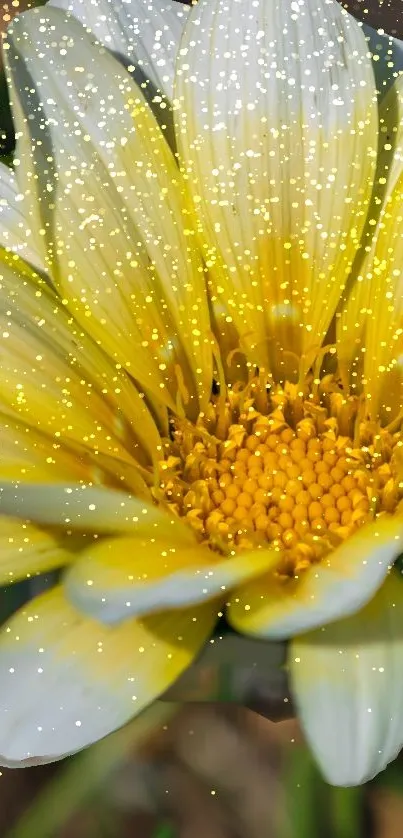 Yellow daisy with golden sparkles on a mobile wallpaper background.