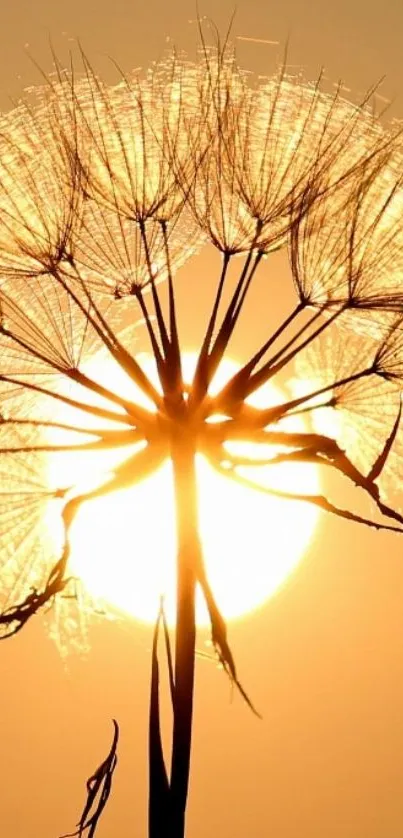 Dandelion silhouette against glowing golden sunset sky.