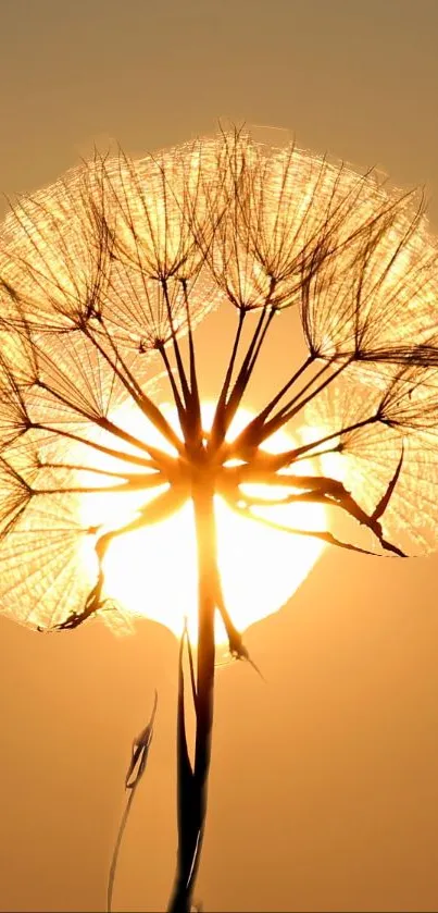 Golden dandelion against sunset sky, glowing warmly.