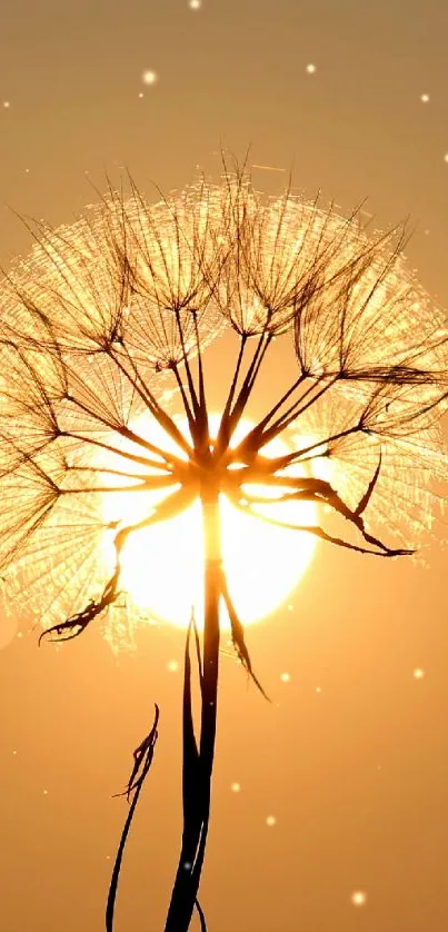 Dandelion silhouetted against a glowing golden sunrise.