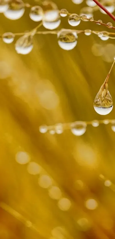 Golden dewdrop on grass stem in close-up nature wallpaper.