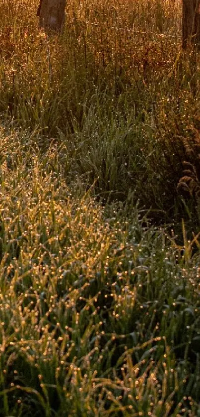 Dewy grass with golden morning light in a tranquil field landscape.