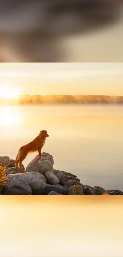 Golden retriever stands by a tranquil lakeside at sunset.