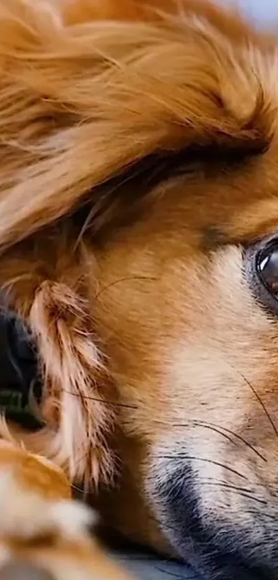 Close-up image of a golden dog's face with detailed fur and expressive eyes.