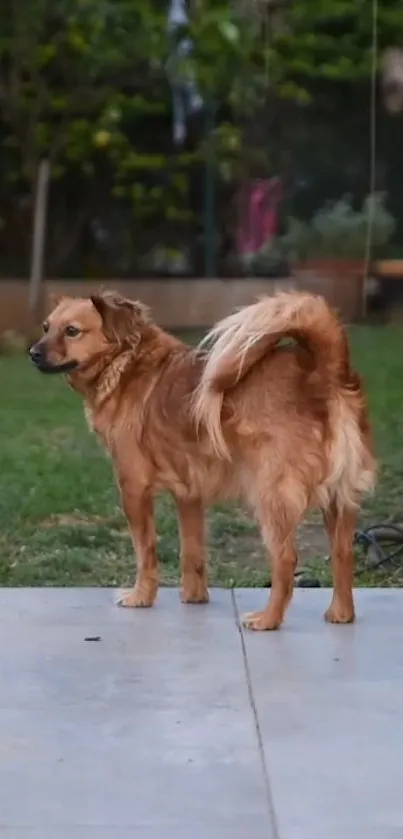 Golden dog stands on patio with green backyard.