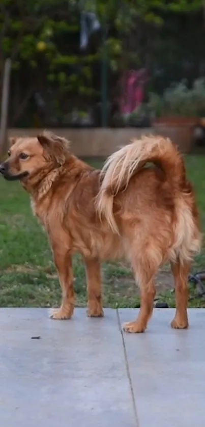 Golden brown dog standing on patio with garden backdrop.