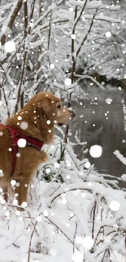 Golden dog by a snowy creek in winter scene.