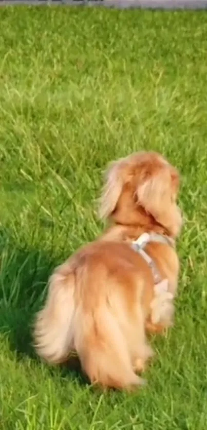 Golden dog exploring a green field on a sunny day wallpaper.