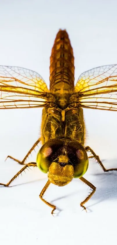 Golden dragonfly with detailed wings on a white background.