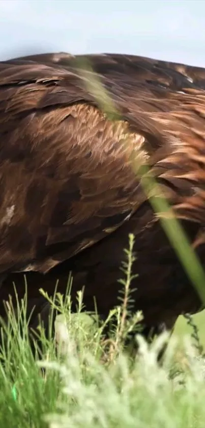 Golden eagle amidst lush foliage in natural setting.