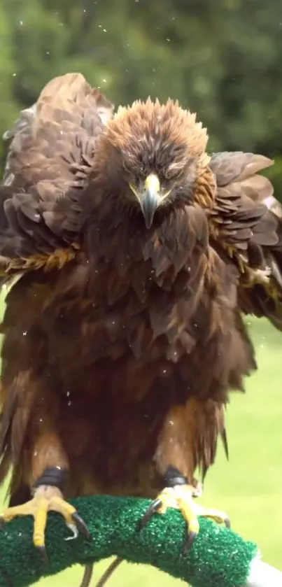 Golden eagle perched with wings spread.