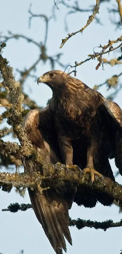 Golden eagle perched in tree, majestic nature wallpaper.