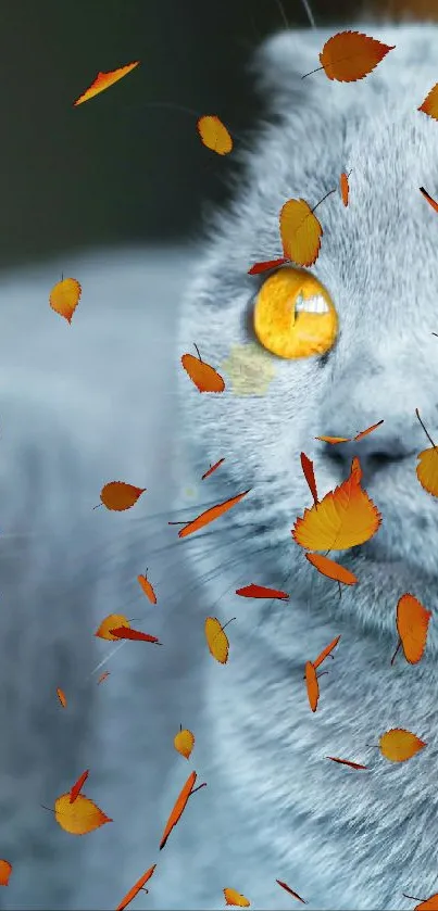 Close-up of a gray cat with golden eyes surrounded by floating orange leaves.