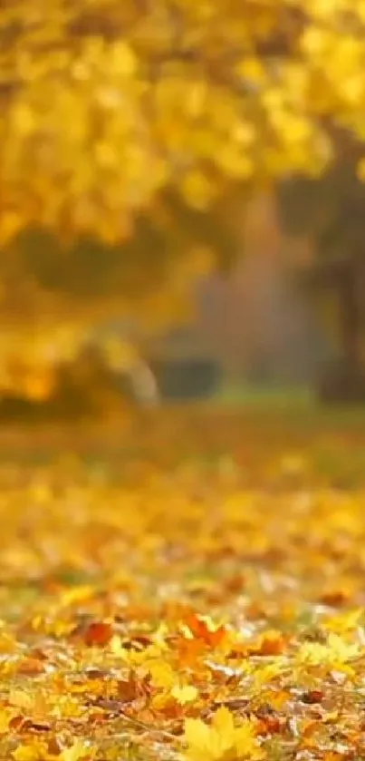 Golden autumn leaves covering the ground on a sunny day.