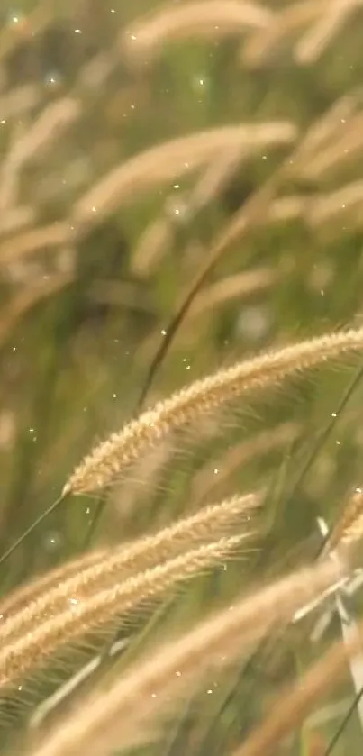 Golden grass swaying in a tranquil field, ideal for mobile wallpaper.