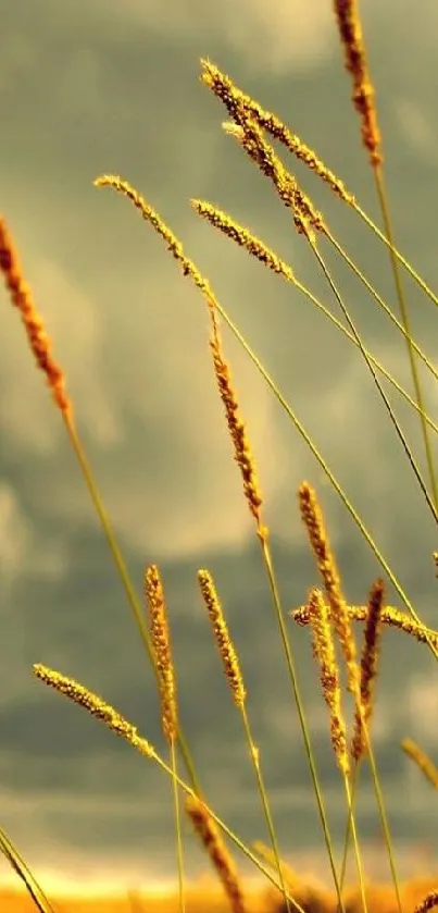 Golden field with tall grasses under a dramatic sky.