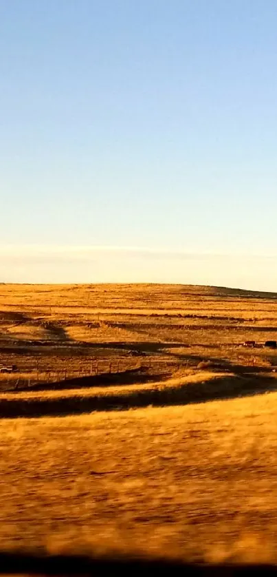 Golden field under a blue sky for phone wallpaper.