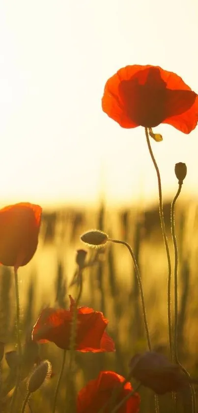 Red poppies in golden field at sunset, creating a serene and vibrant mobile wallpaper.