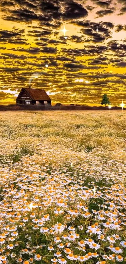 Golden sunset over a field of white flowers with a rustic cabin in the distance.