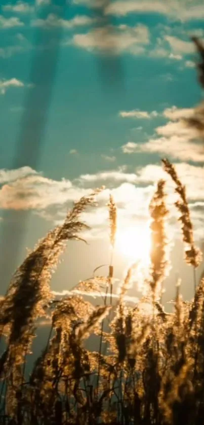 Golden sunset over a tranquil field with a radiant sky.