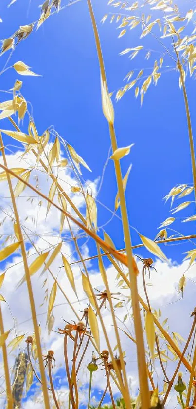 Golden wheat and blue sky mobile wallpaper.