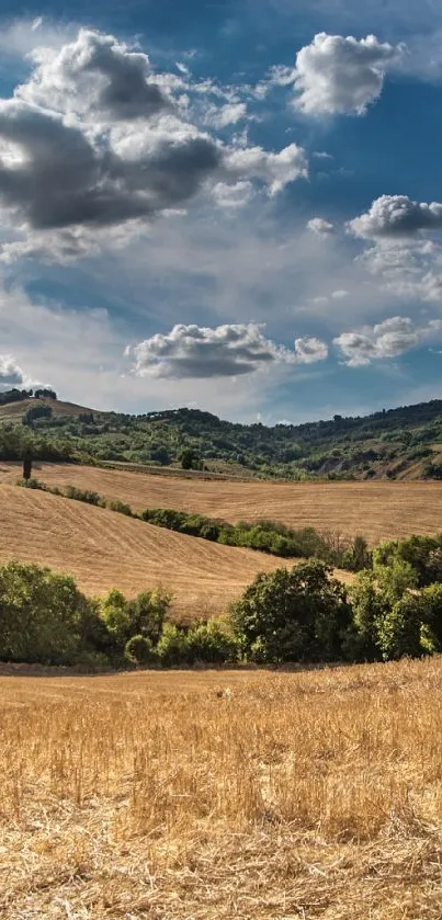 Golden fields under a vibrant blue sky with fluffy clouds.