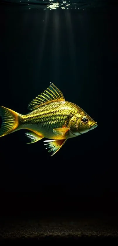 A vibrant golden fish illuminated underwater, set against a dark, serene backdrop.