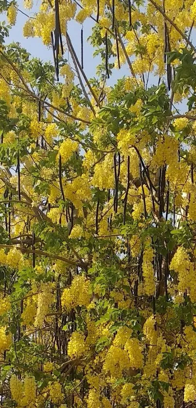 Mobile wallpaper of yellow golden blooms with green leaves.