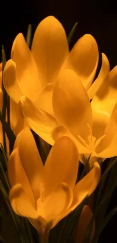 Golden flowers with elegant petals glowing under soft lighting.