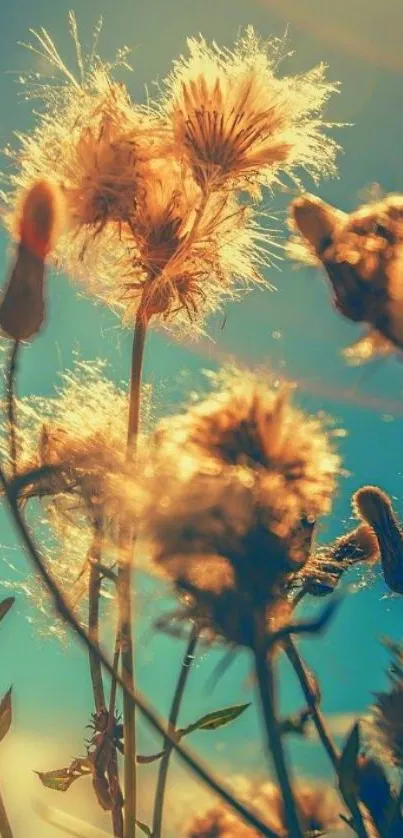 Golden flowers illuminated under a clear blue sky.