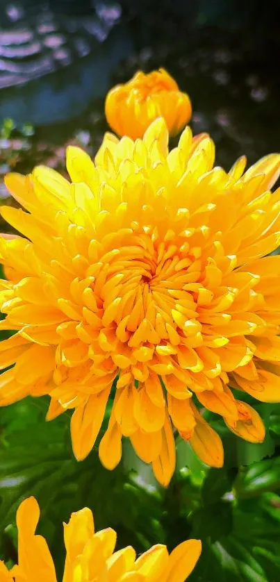 Vibrant yellow chrysanthemum in full bloom with lush green leaves.