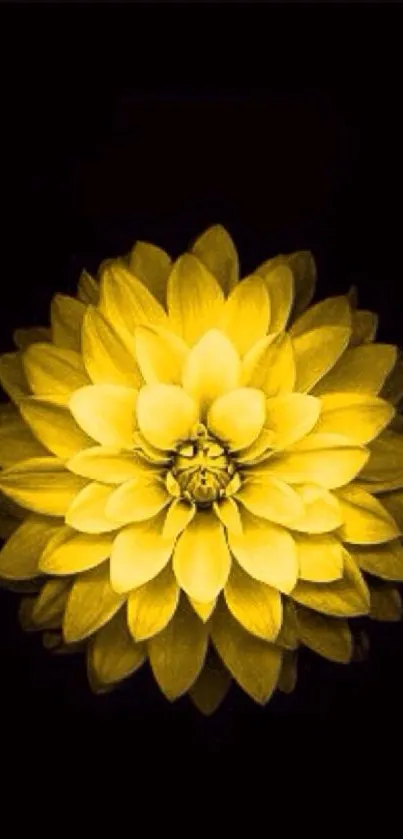 Golden flower centered on black background wallpaper.