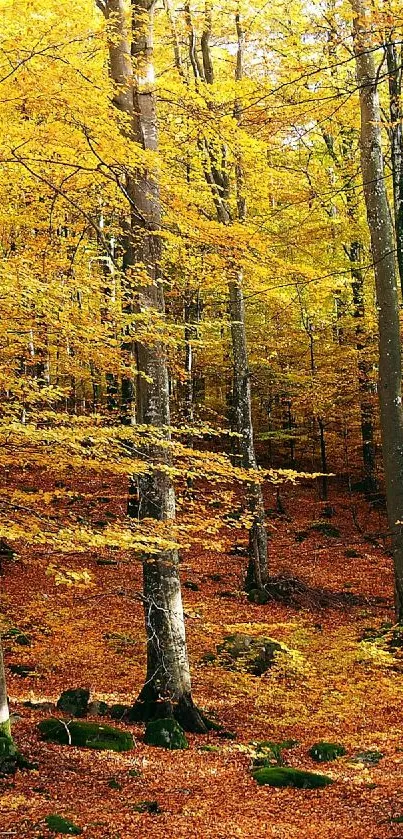 Golden autumn forest with bright yellow leaves and tall trees.