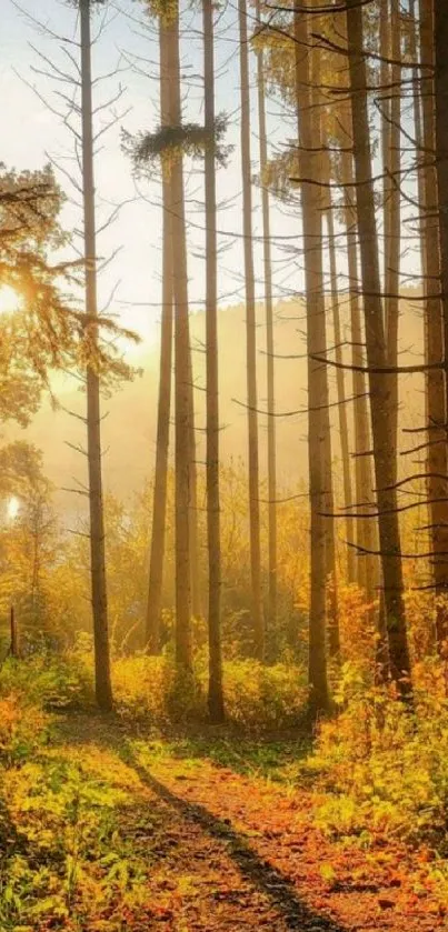 Sunlit path through a golden autumn forest with tall trees and vibrant foliage.