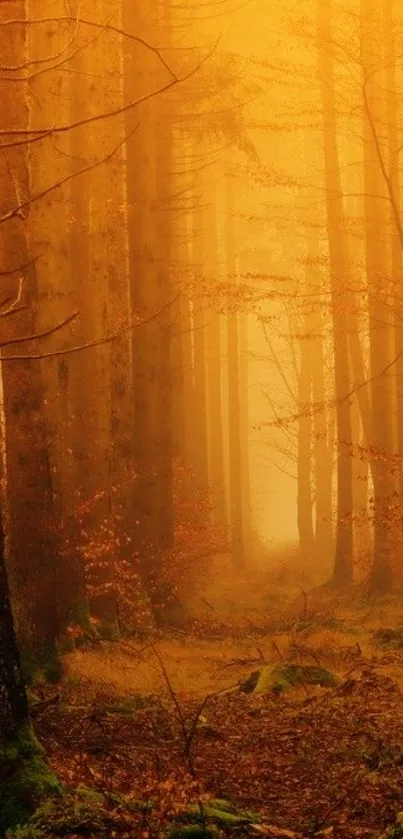 Golden forest path with autumn trees and warm light.