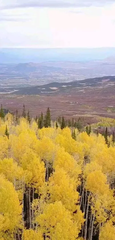 Yellow forest trees with mountain view in autumn landscape.