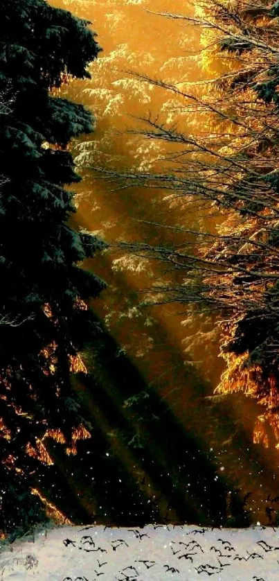 Golden sunrise through snowy forest with sunbeams illuminating the trees.