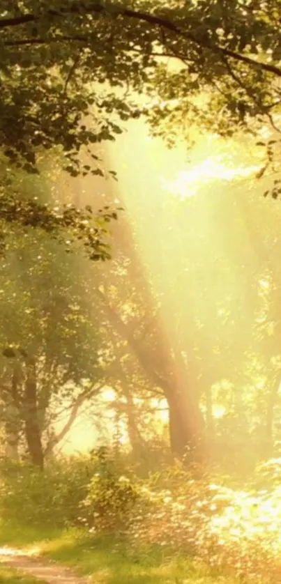 Golden sunlight filtering through forest trees.