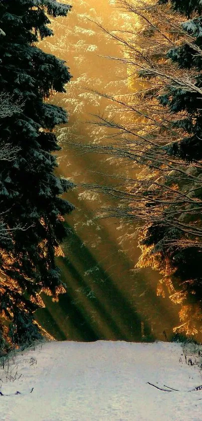 Sunlit winter forest with snowy path and golden light filtering through trees.