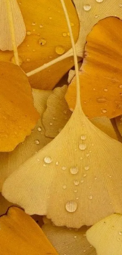 Golden ginkgo leaves with water droplets, creating a natural wallpaper pattern.