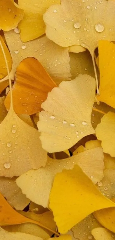 Golden ginkgo leaves with droplets forming a serene pattern.