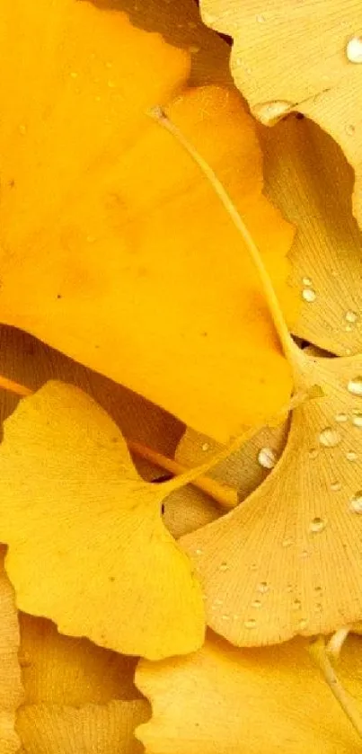 Golden ginkgo leaves with raindrops, creating a serene autumn theme.