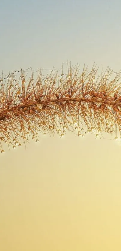 Curved golden grass against a serene sky, perfect for mobile wallpaper.