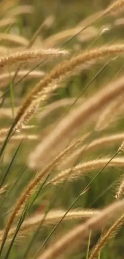 Golden grass gently sways in a calming field breeze.