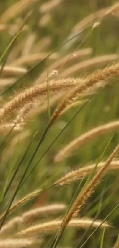 Golden grass swaying in sunlit field, creating a serene natural wallpaper.