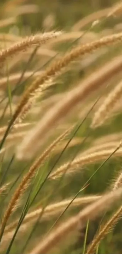 Golden grasses swaying gently in the breeze, creating a serene wallpaper.