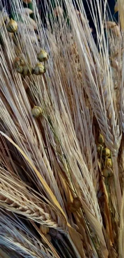 Golden wheat field close-up mobile wallpaper.